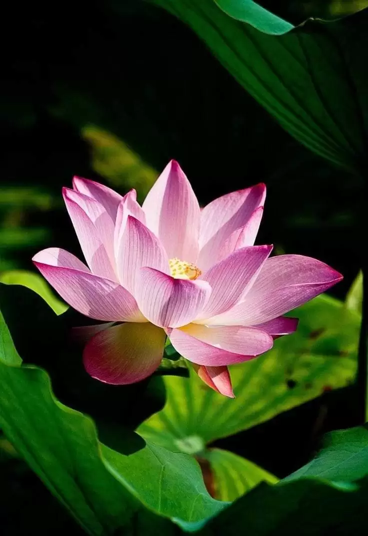 ANH QUÊN RỒI