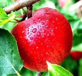 ANH TRẢ NỢ EM ĐI