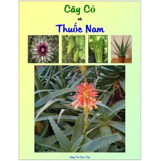 Cây Cỏ Và Thuốc Nam