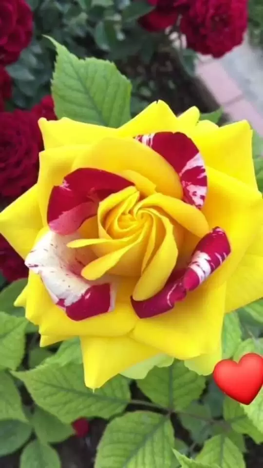 HẾT YÊU