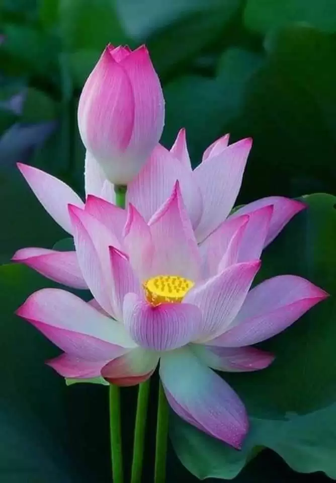 KIẾP NHÂN SINH 2