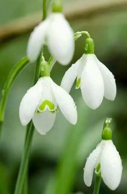 LỆ TƯƠNG TƯ…!