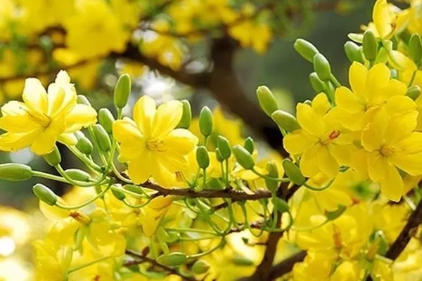 Mùa Xuân