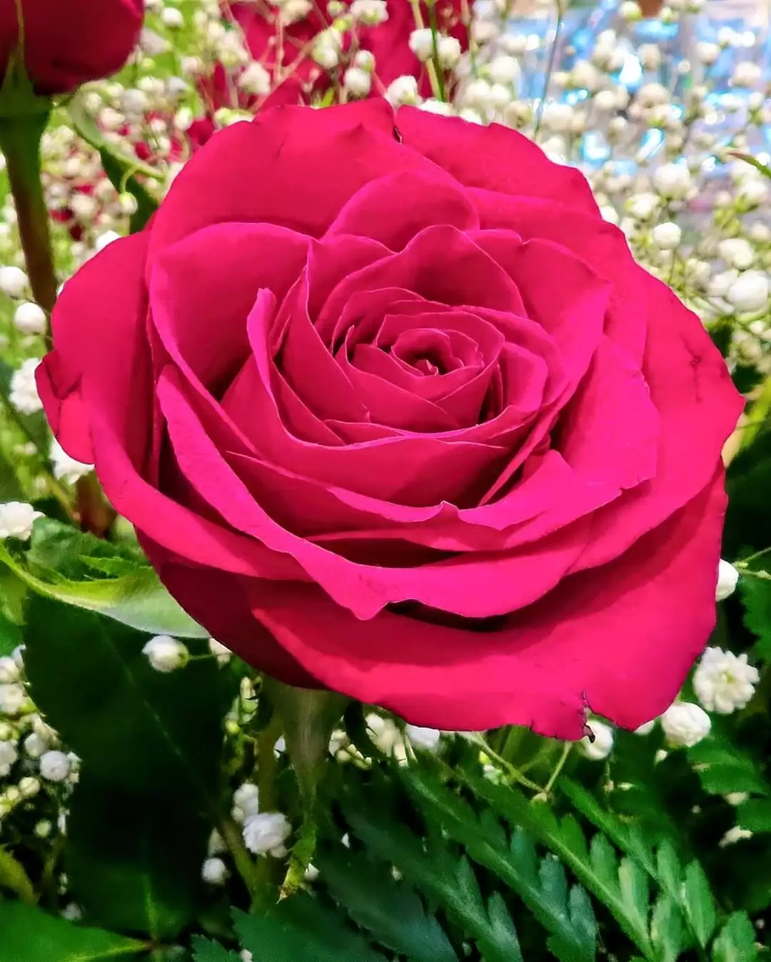 NẾU NGÀY ẤY