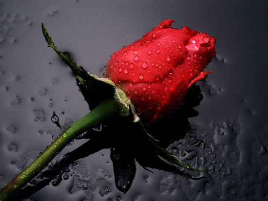 Người Đừng Hỏi Vì Sao
