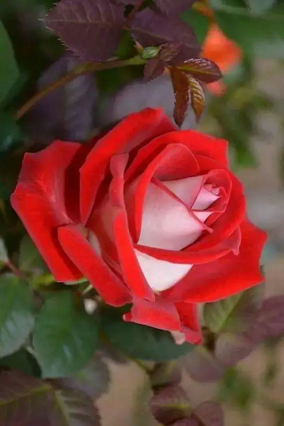 NHỚ…