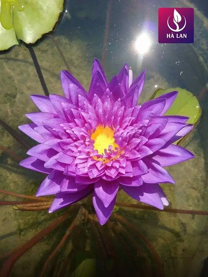 THÁNG TƯ VỀ