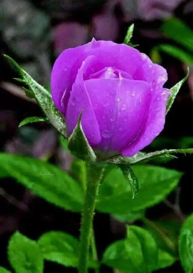 TÌNH SƯƠNG KHÓI