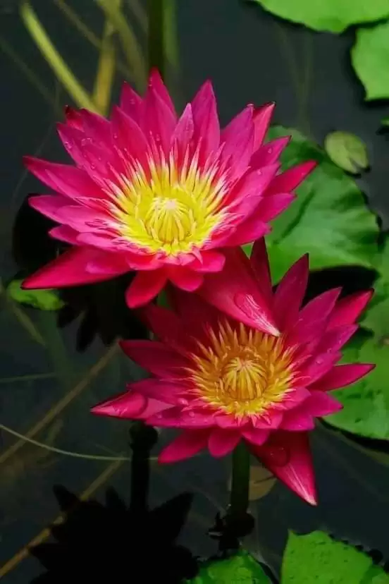 TRẢ LẠI BÌNH YÊN CHO ANH