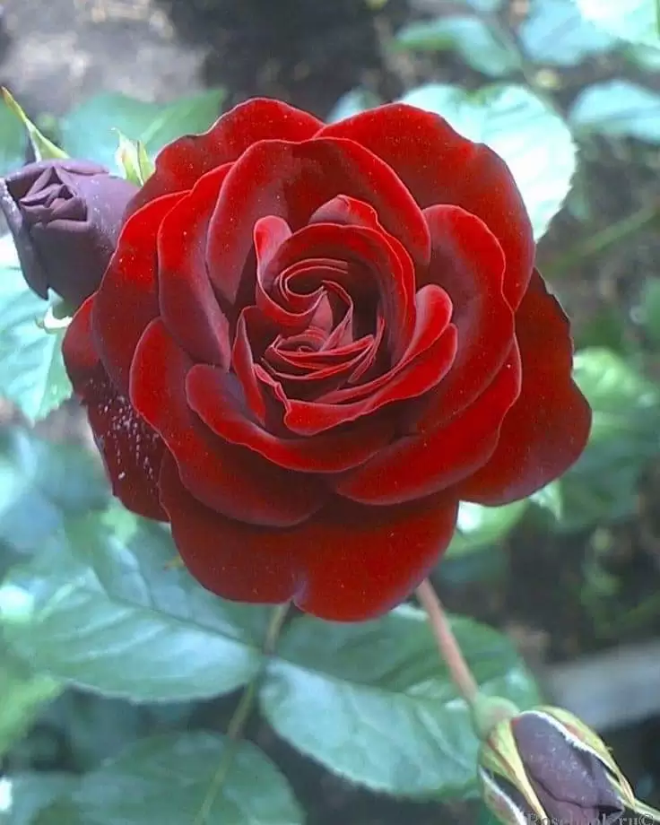 TRÁI TIM THÔI ĐỢI CHỜ