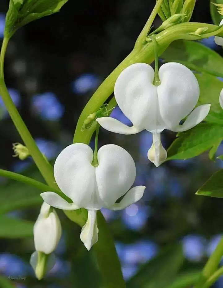 YÊU LẦN NÀO CŨNG ĐAU
